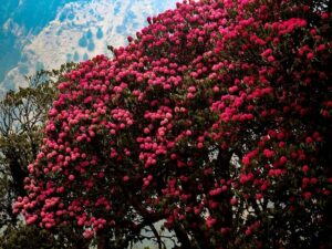 buransh flower uttarakhand - WHERE IS BURANSH TREE FOUND